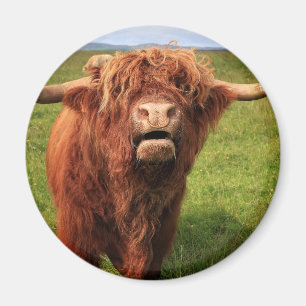 Imán Scottish país de drogado Cattle - Scotland
