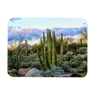 Imán Scottsdale succulent Sunset
