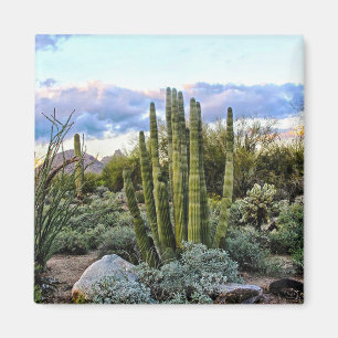 Imán Scottsdale Succulent Sunset ( sin texto )