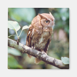 Imán Screech Owl Magnet