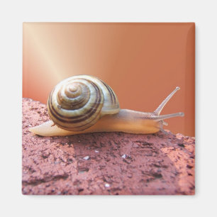 Imán Scurrying del ~ del caracol