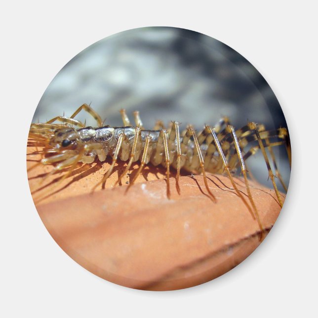 Imán Scutigera Coleoptrata Magnet (Frente)