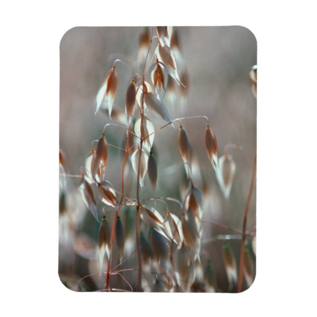 Imán Se Acaban Las Ovejas (Avena Sativa). Ceres, Boland (Vertical)