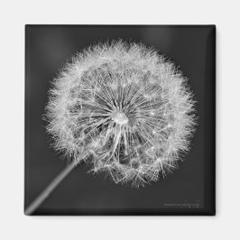 Imán Se fue a la semilla