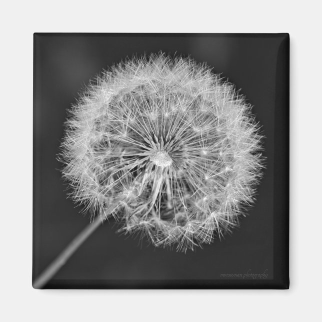 Imán Se fue a la semilla (Frente)