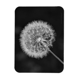 Imán Se fue a la semilla