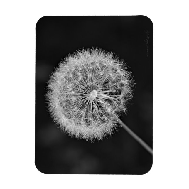 Imán Se fue a la semilla (Vertical)