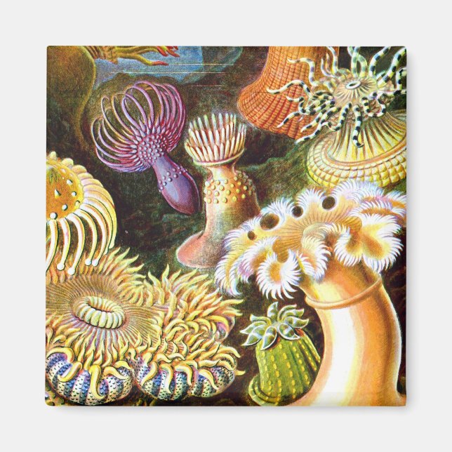 Imán Sea Anemones Ernst Haeckel Bella Artes (Frente)