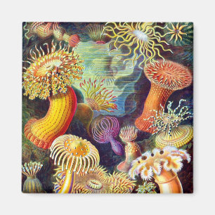 Imán Sea Anemones Ernst Haeckel Bella Artes