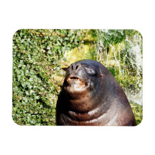 IMÁN SEA LION  