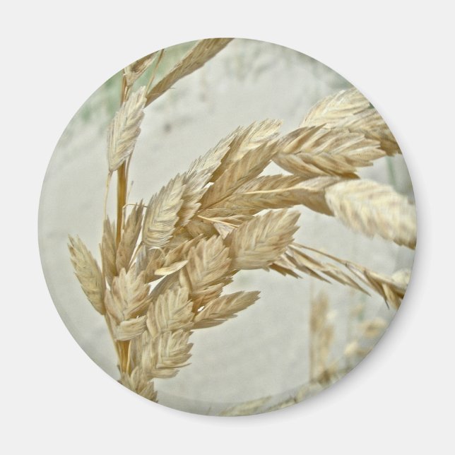 Imán Sea Oats Outer Banks NC Series (Frente)
