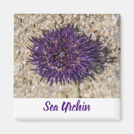 Imán Sea Urchin Ocean Beach Holiday Summer Souvenir