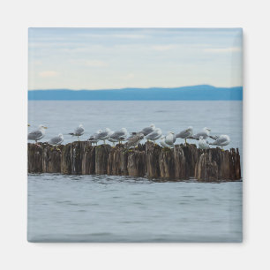 Imán Seagull Breaktime