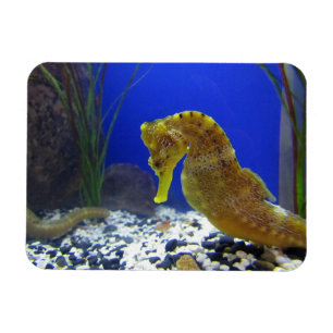 Imán Seahorse