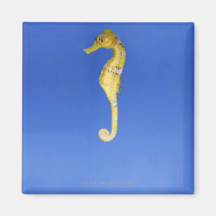 Imán Seahorse