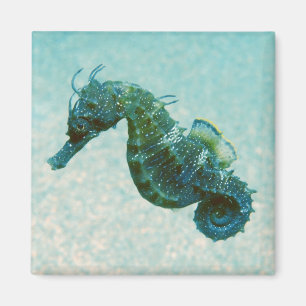 Imán Seahorse Cortocircuito-Metido el hocico el  