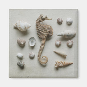 Imán Seahorse y cáscaras