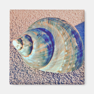 Imán Seashell de Welk del mar