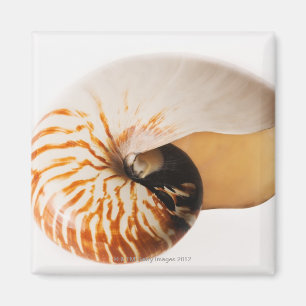 Imán Seashell del nautilus (stenomphalus del nautilus)