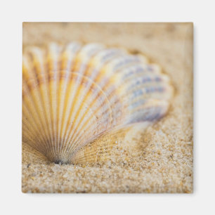 Imán Seashell dulce