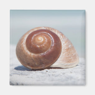 Imán Seashell el St Petersburg, la Florida