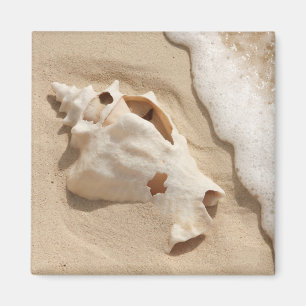 Imán Seashell en la isla caribeña magnífica del turco