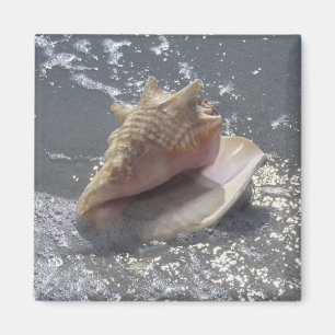 Imán Seashell en la isla de la playa el   Sanibel, la