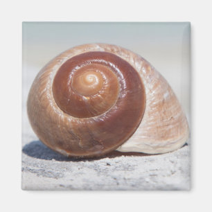 Imán Seashell en la playa el   St Petersburg, la