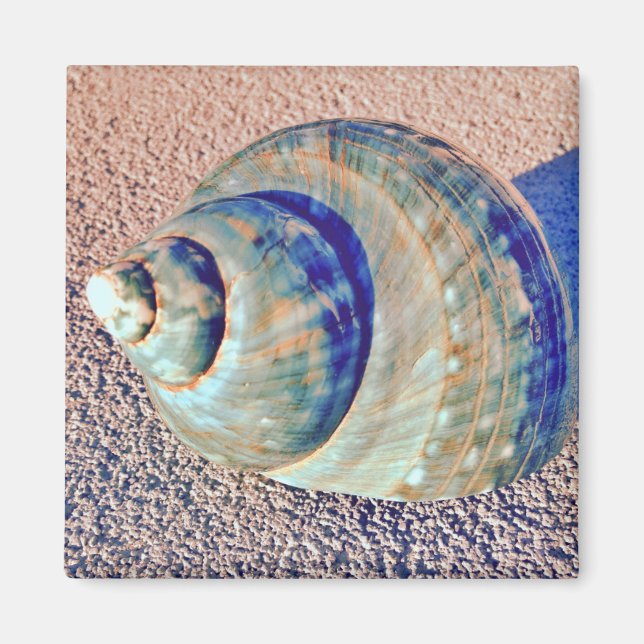 Imán Seashell Sea Welk (Frente)