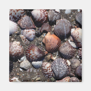 Imán Seashells coloridos horneados a la crema y con pan