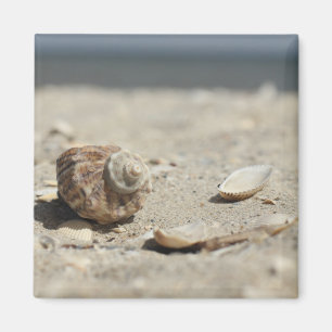 Imán Seashells en la arena por el mar