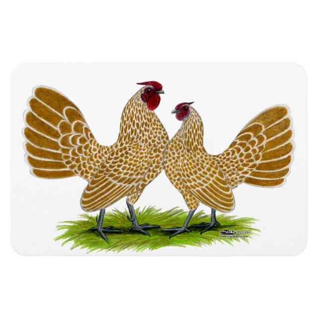 Imán Sebrights Buff Laces (Horizontal)