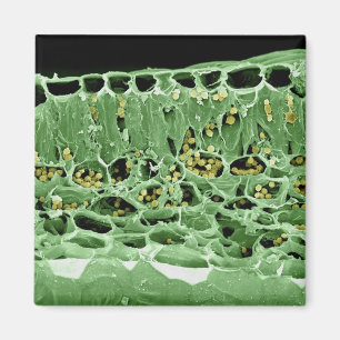 Imán Sección representativa de la hoja