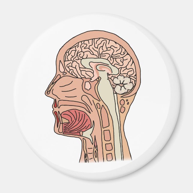 Imán Sección transversal del cerebro midsagital (Frente)