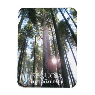 Imán Secuoia de Árboles de Sol a través de Sequoia NP,