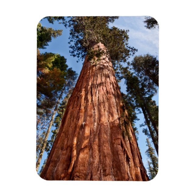 Imán Secuoya Gigante Asciende (Vertical)