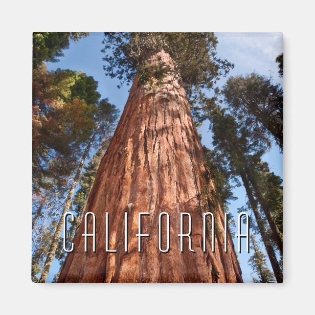 Imán Secuoya gigante asciende (Frente)