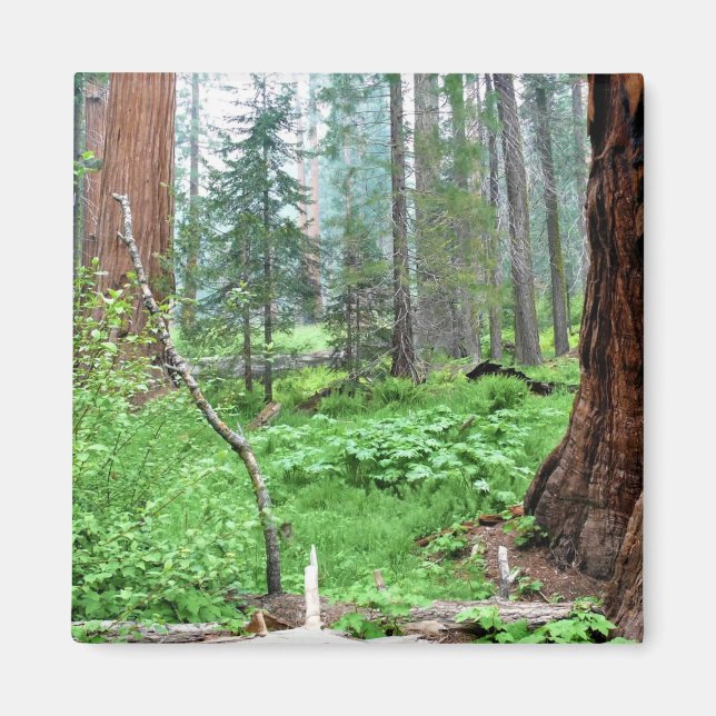 Imán Secuoyas gigantes en Grant Grove, CA (Frente)