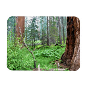 Imán Secuoyas gigantes en Grant Grove, CA
