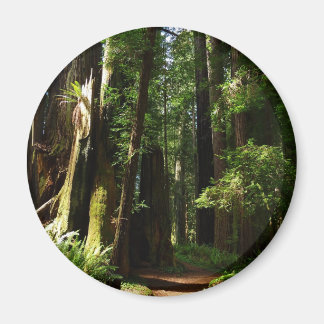 Imán Secuoyas y ferris en el Parque Nacional Redwood