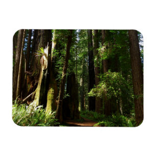Imán Secuoyas y ferris en el Parque Nacional Redwood