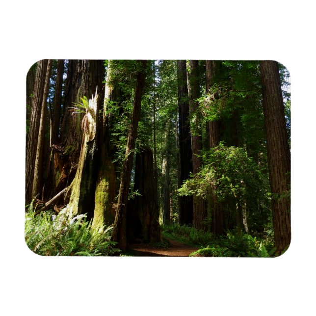 Imán Secuoyas y ferris en el Parque Nacional Redwood (Horizontal)