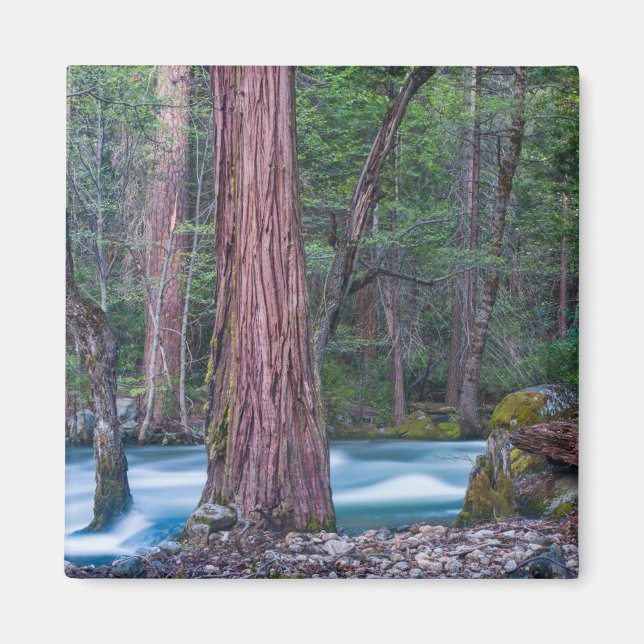 Imán Secuoyas y río Merced, parque nacional de Yosemite (Frente)