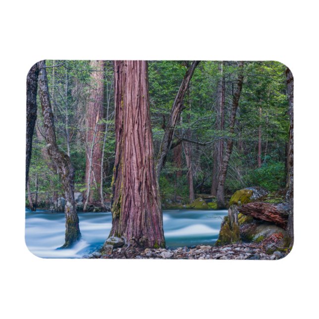 Imán Secuoyas y río Merced Parque Nacional Yosemite, CA (Horizontal)