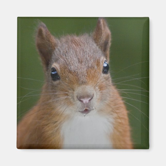 Imán Sed Squirrel Magnet (Frente)