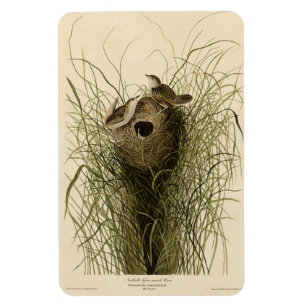 Imán Sedge Wren de los pájaros de América de Audubon