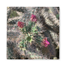 Sedona Cactus Rosado Bloom Desert Magnet