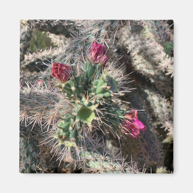 Imán Sedona Cactus Rosado Bloom Desert Magnet (Frente)