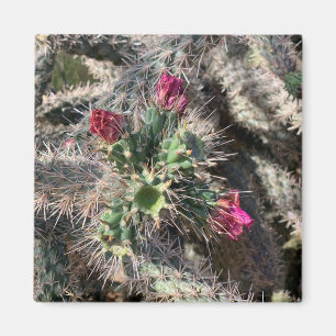 Imán Sedona Cactus Rosados Bloom Desert Magnet