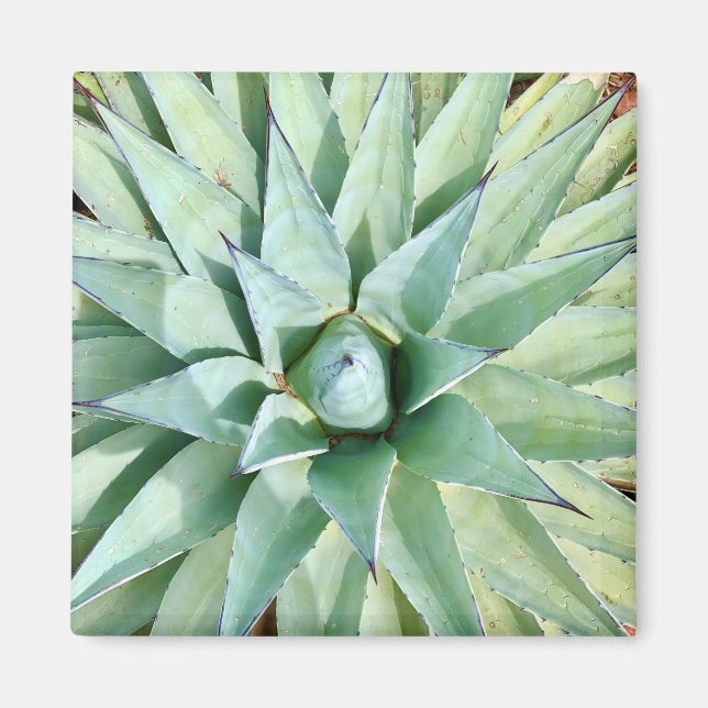 Imán Sedona Green Agave Planet Magnet (Frente)